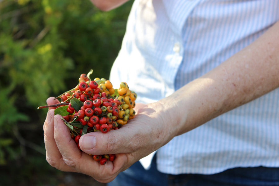 Artist Shirley Regev holding freshly gathered berries and botanicals for a FloraFusion artwork